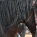 Les Haras en images